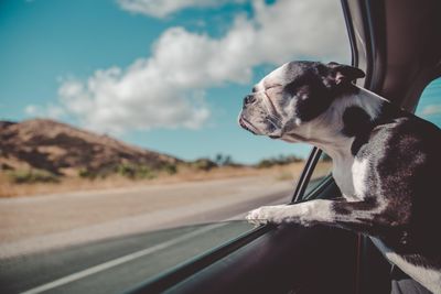 Boston Terrier kutya szagol ki a kocsi ablakból