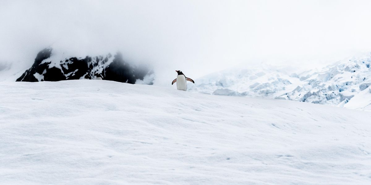 Egy pingvin az Antarktisz egyik jéghegyén