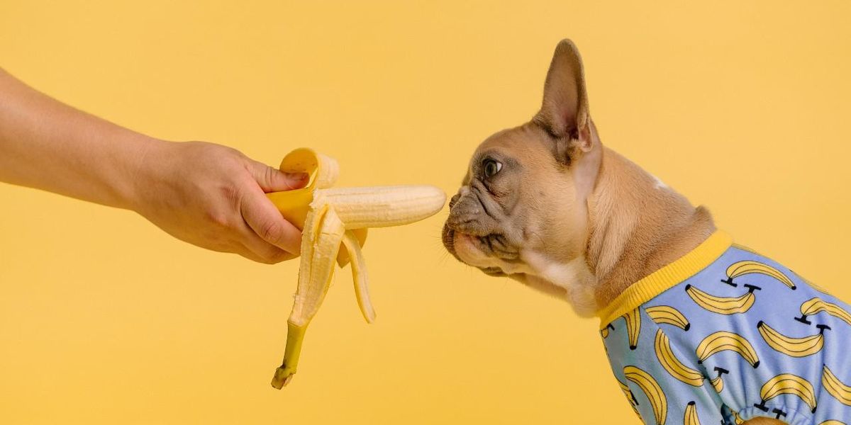 Banánt szagló kutya, illusztráció