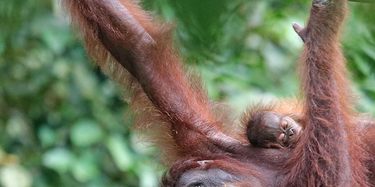 Az olajpálmák pusztítása miatt árván maradt orangutánbébiket nevel ez a malajziai bölcsőde