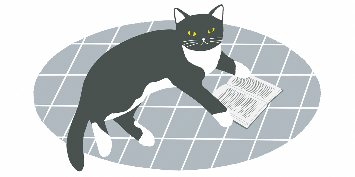 macska szonyeget konyvet olvas