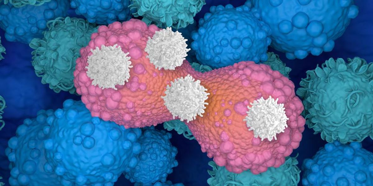 T-sejtek támadják az osztódó mellrákos sejtet, 3d illusztráció