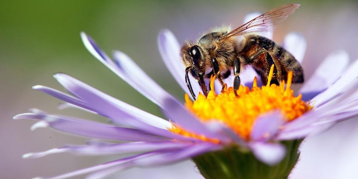 Virágra rászállt háziméh