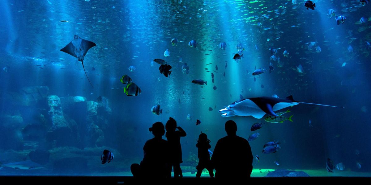 Óriás akvárium, illusztráció