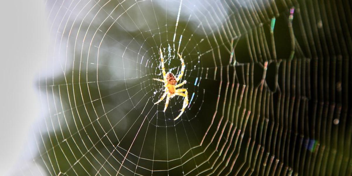 Egy pókról készített fotó