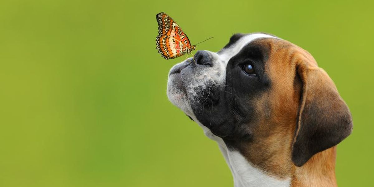 Egy pillangó egy fiatal boxer kutya orrán