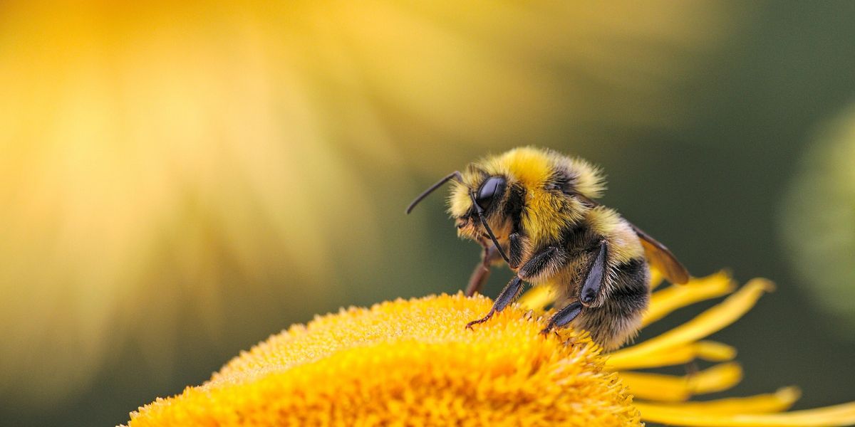 Egy méh egy virágon