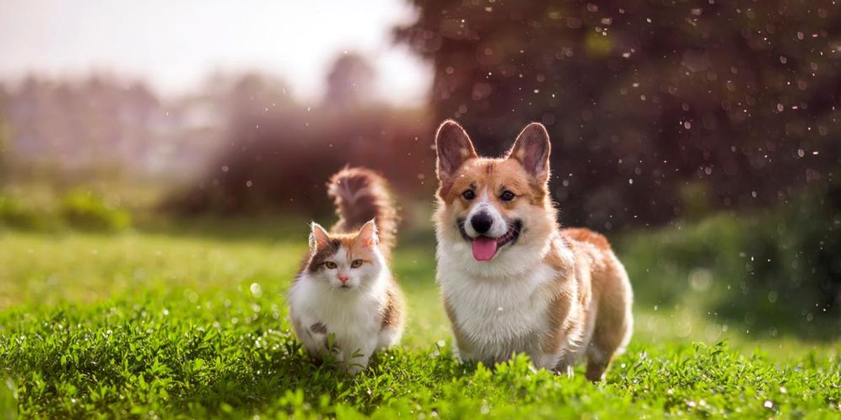 Macska és kutya füves mezőn sétál