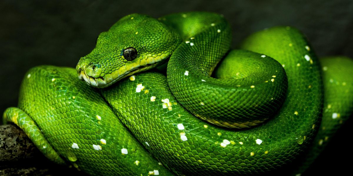 Egy zöld kígyó
