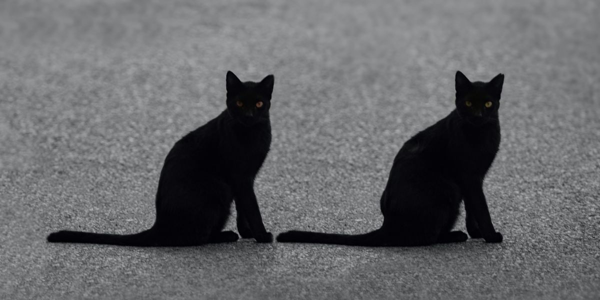 Két fekete macska egymás mellett