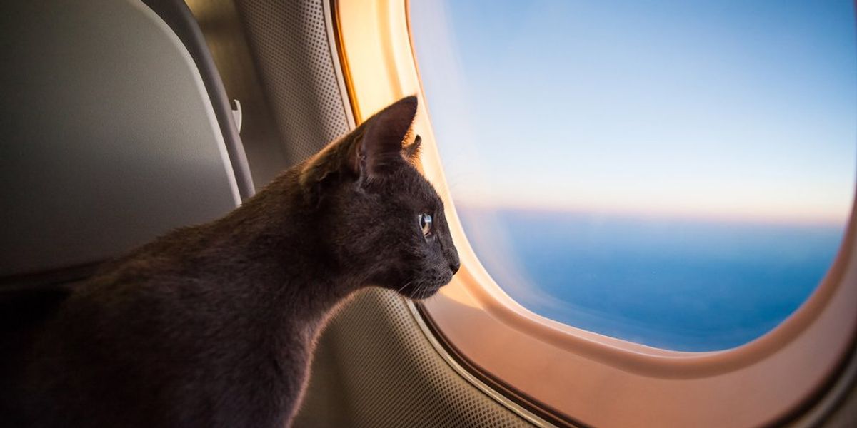 macska a repülő ablakán néz ki