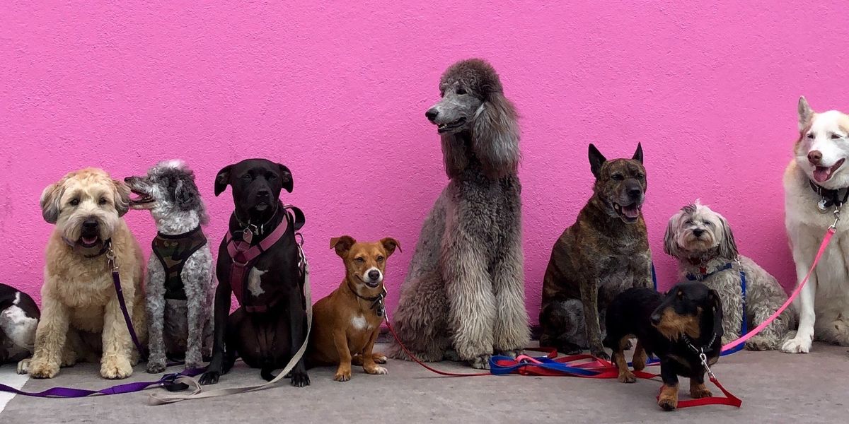 Különböző kutyák a a Los Angeles-i Pink Wall (rózsaszín fal) előtt