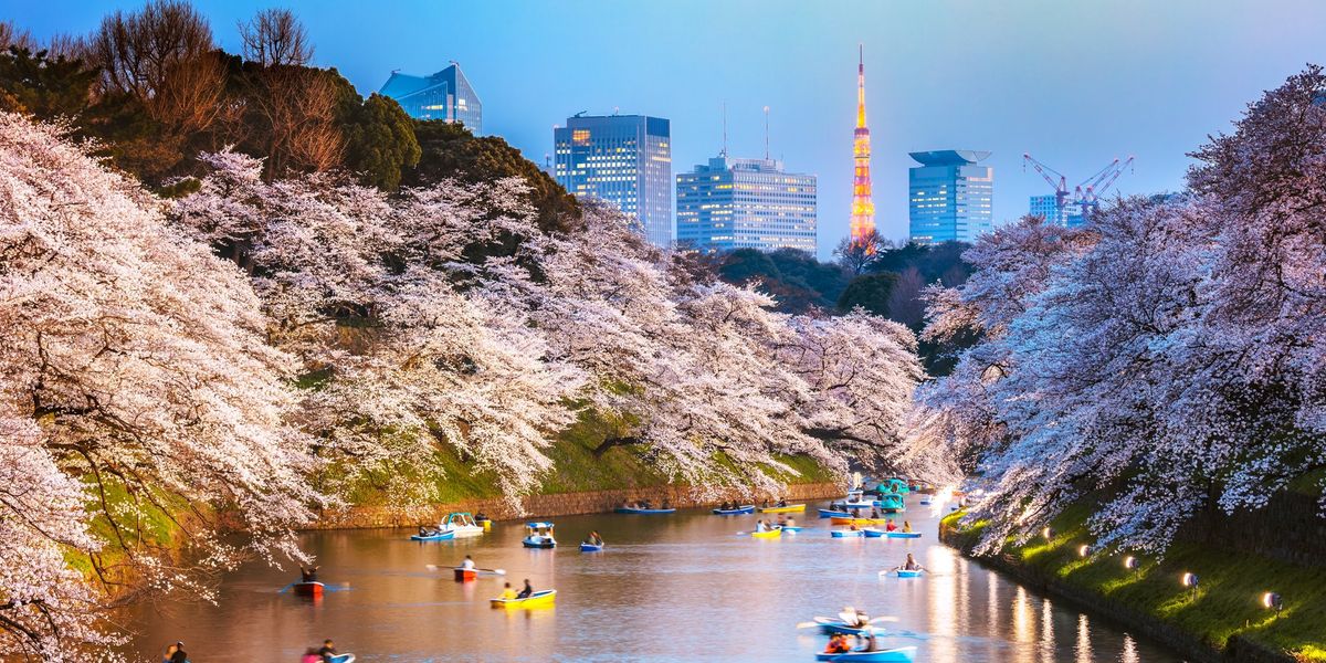 tokiói cseresznyevirágzás