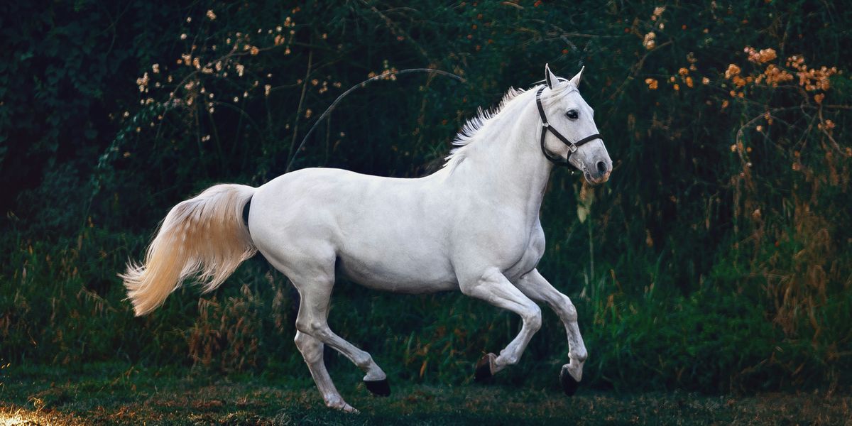 Te viselnél ló ihlette parfümöt? A Hermès egy újítással visszatér a gyökereihez