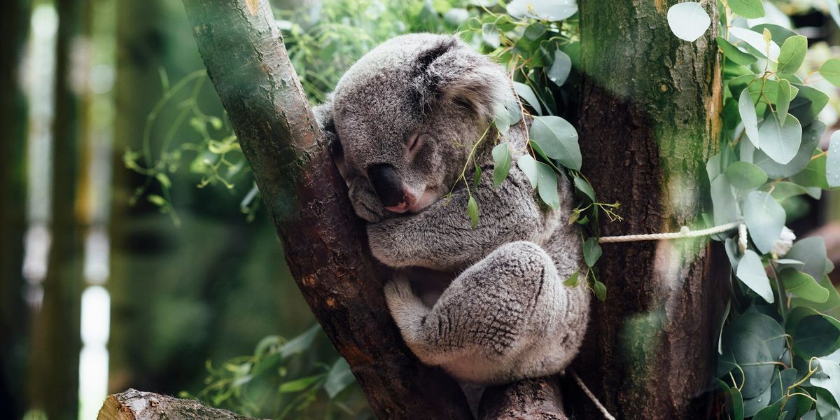 Fán alvó koala az egyesült államokbeli Indianapolis Zoo-ban