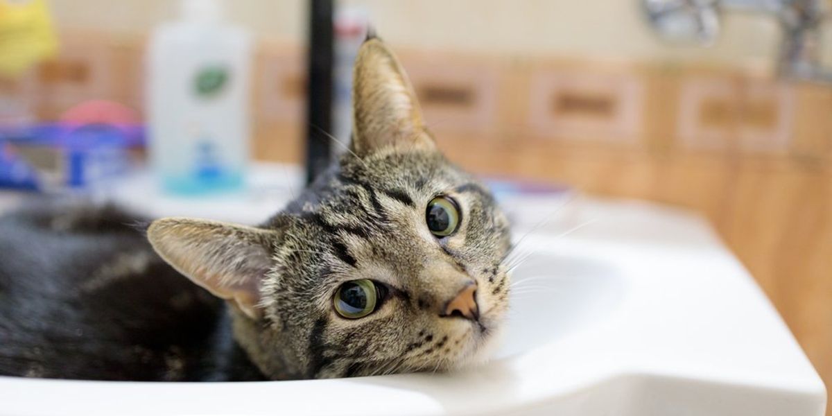 egy macska figyel a mosdókagylóból