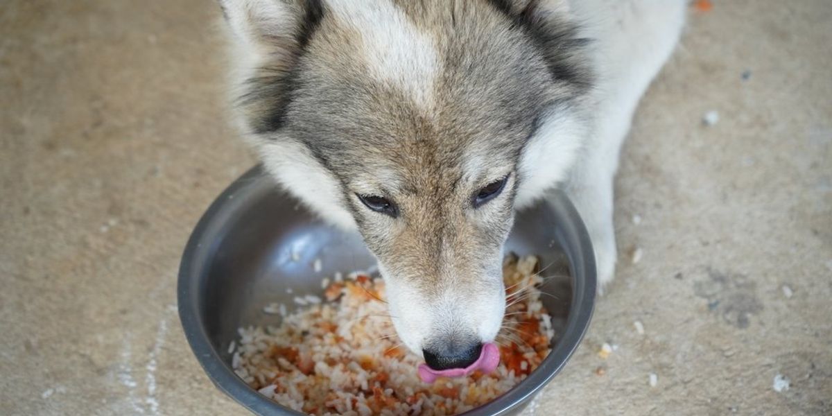 egy kutya rizst eszik egy tálból
