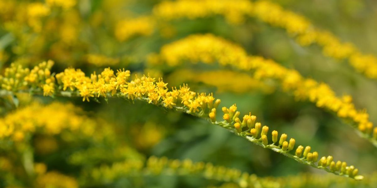 aranyvessző (Solidago altissima)