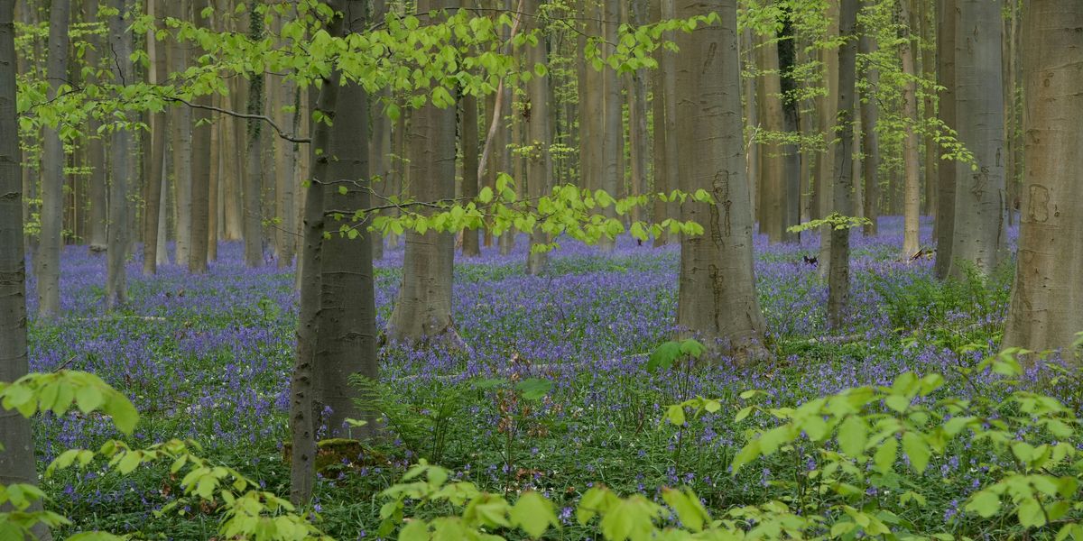 Hallerbos Forest