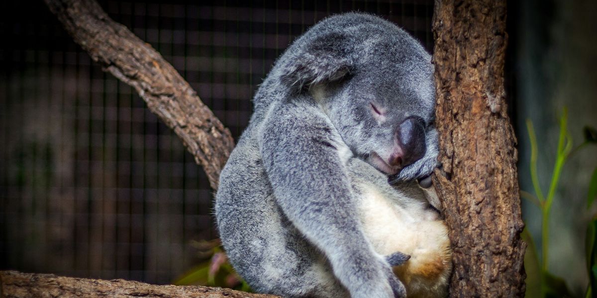 Fán alvó koala