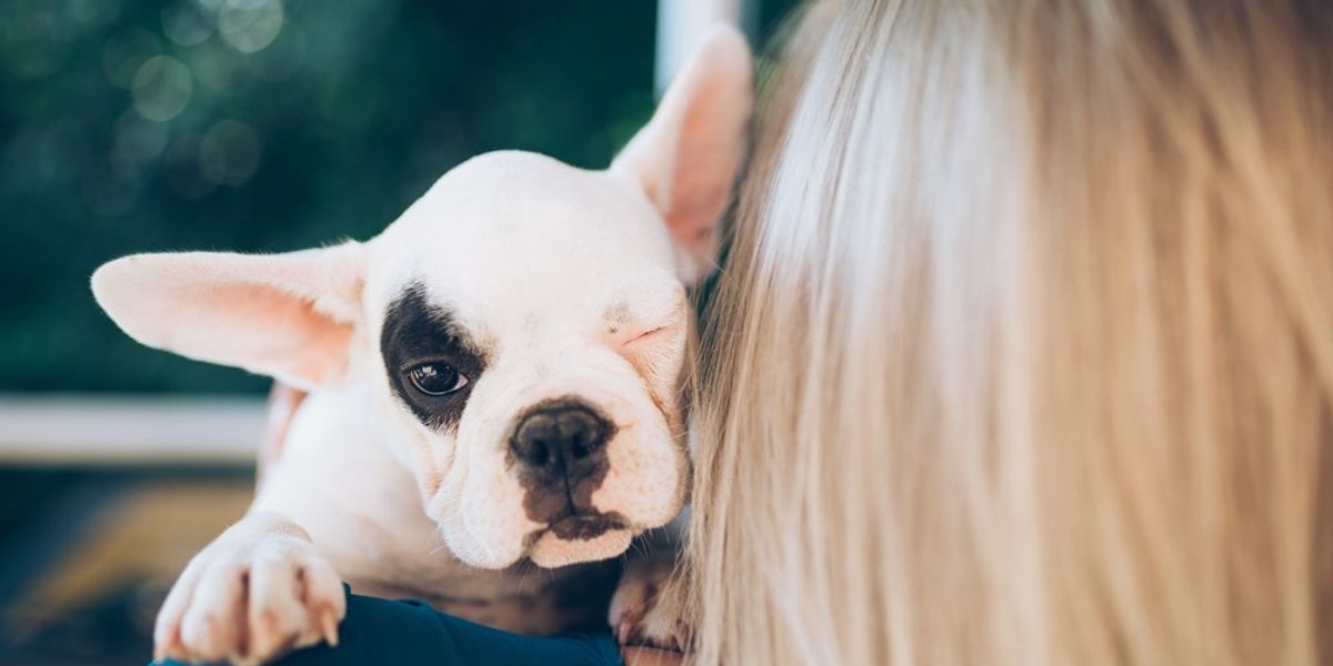 Francia bulldog nő ölében