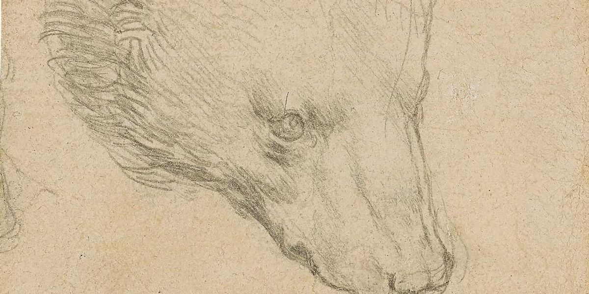 Leonardo da Vince rekordáron elkelt Medvefej című rajza