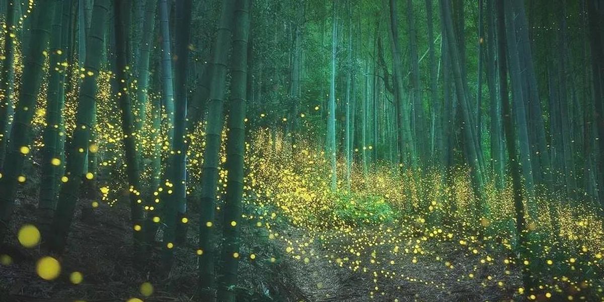 Lenyűgöző fotókon egy japán erdő szentjánosbogarainak fénytánca