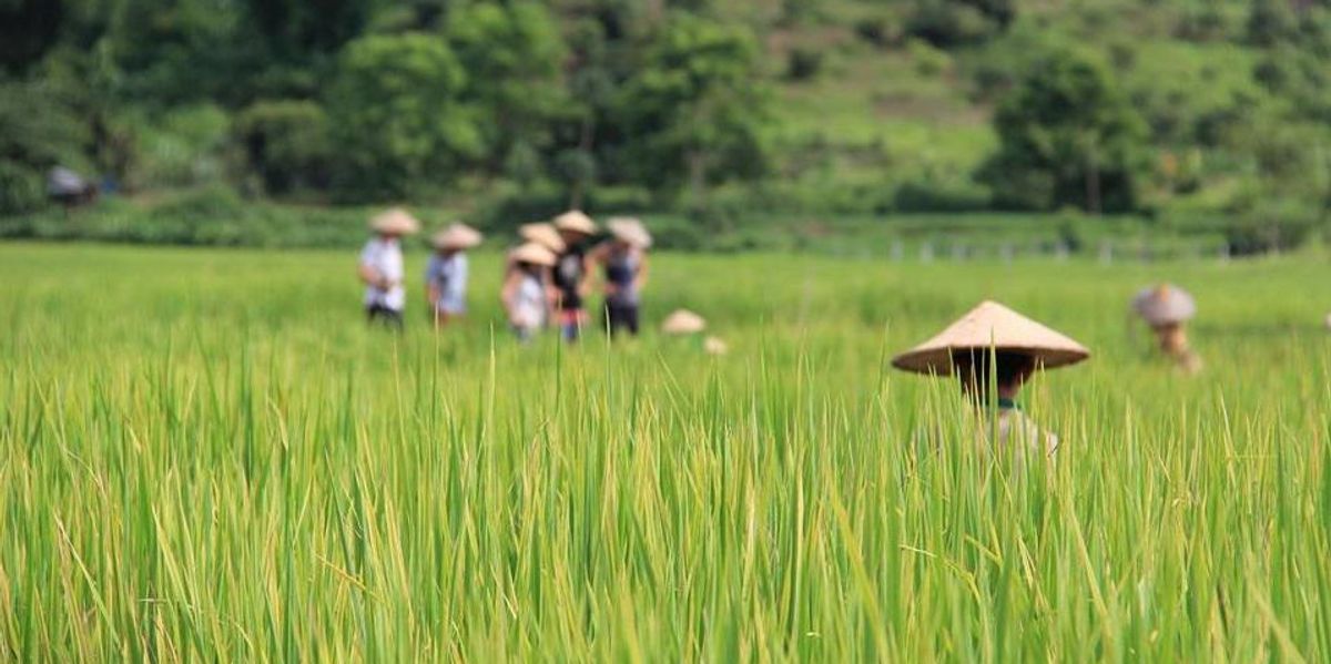 laosz rizstermesztes