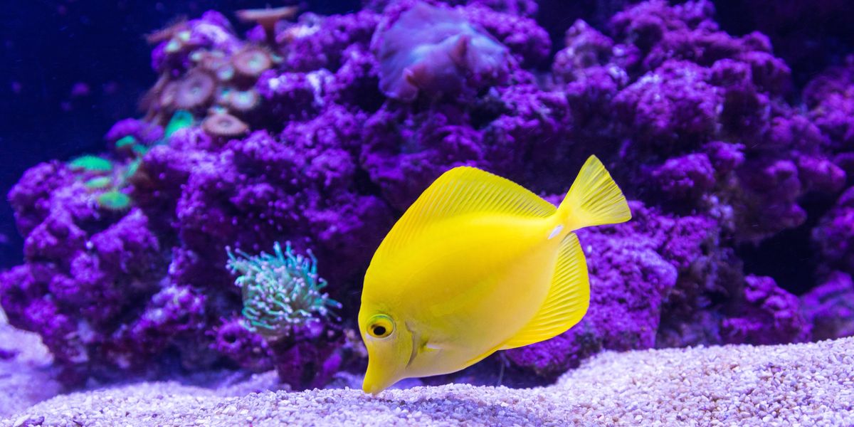 yellow Oscar fish photography