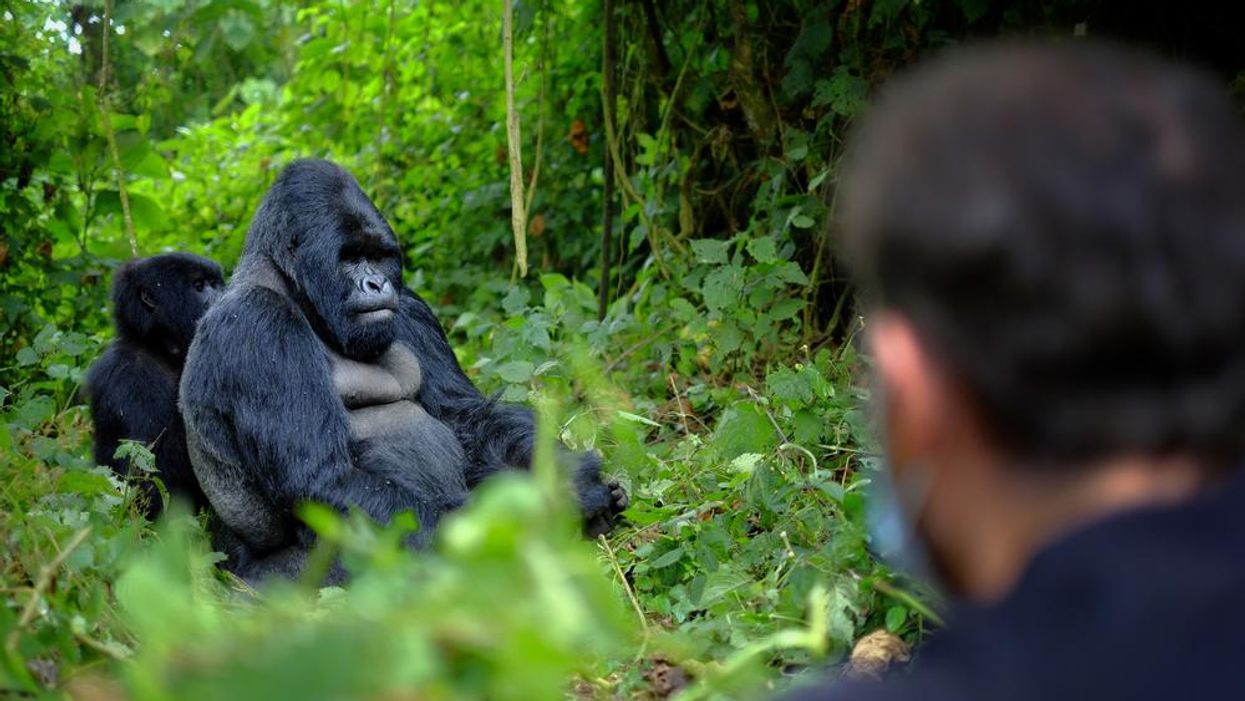 gorillak ruandaban