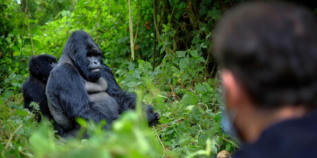 gorillak ruandaban