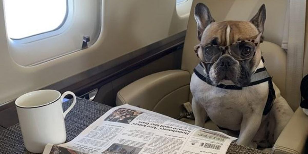 Kutya utazik a repülőgépen