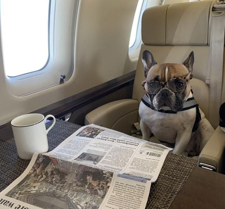 Kutya utazik a repülőgépen