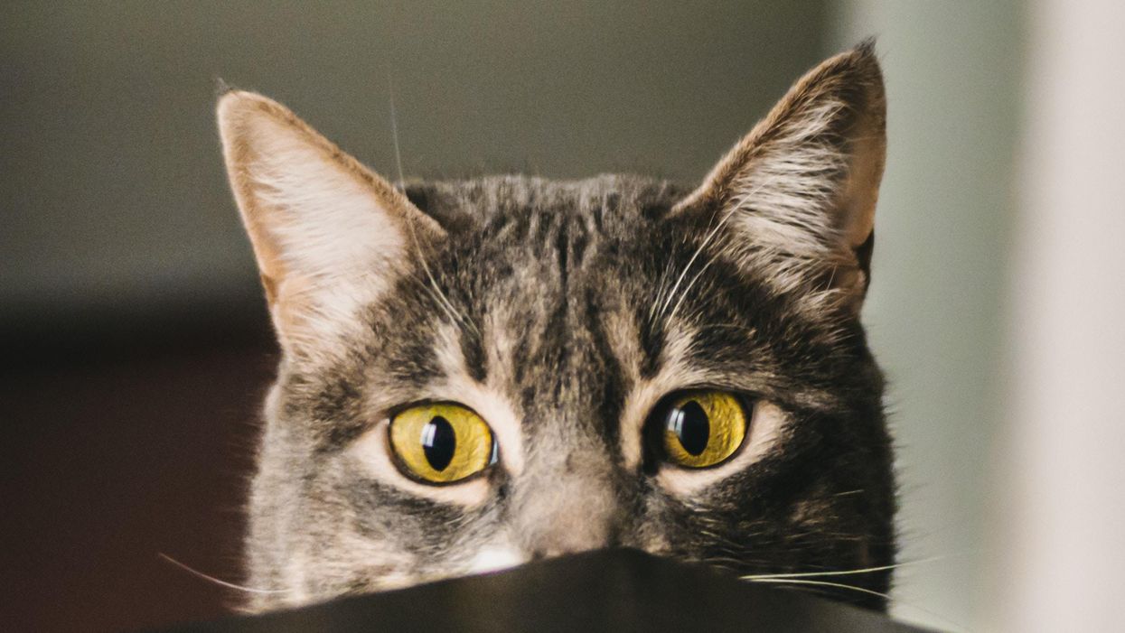 egy macska az asztal alól figyel, úgy, hogy csak a feje teteje látszódik
