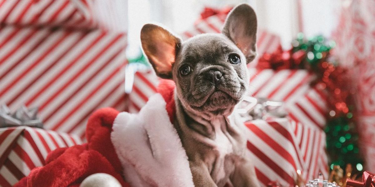 Kutya karácsonyi dekorációk között