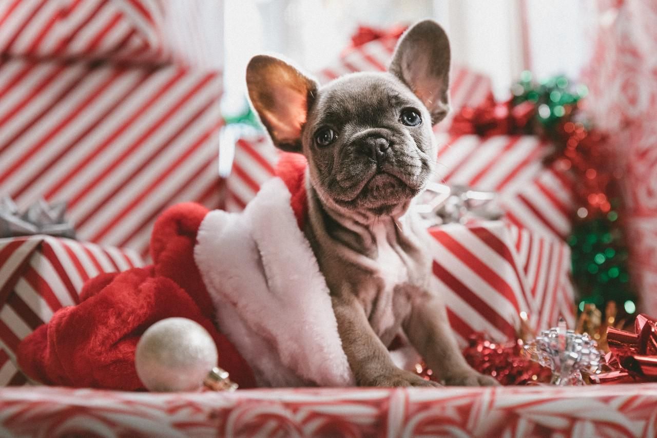 Kutya karácsonyi dekorációk között