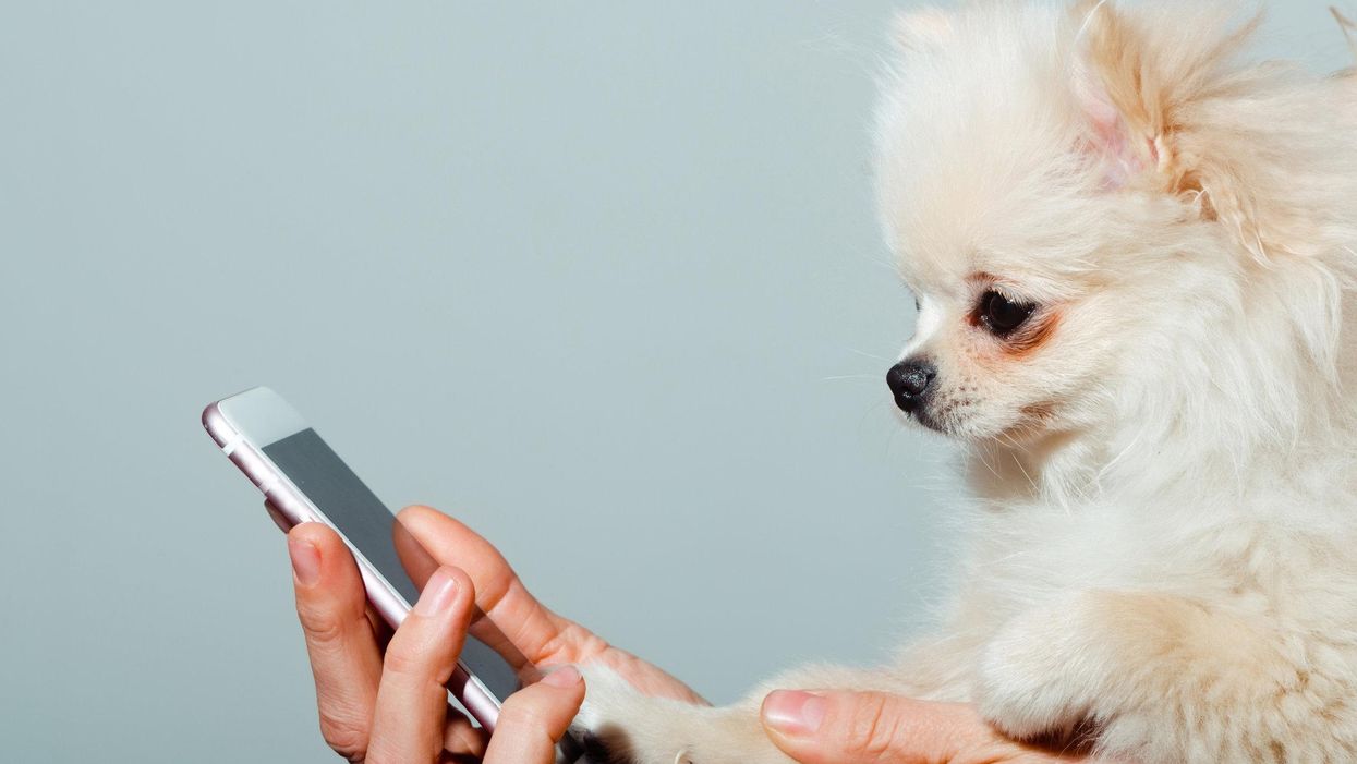 dog with a phone