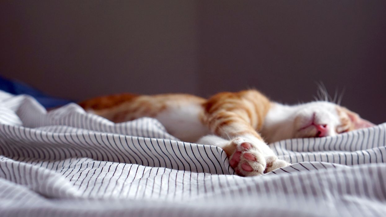 egy macska az ágyon alszik