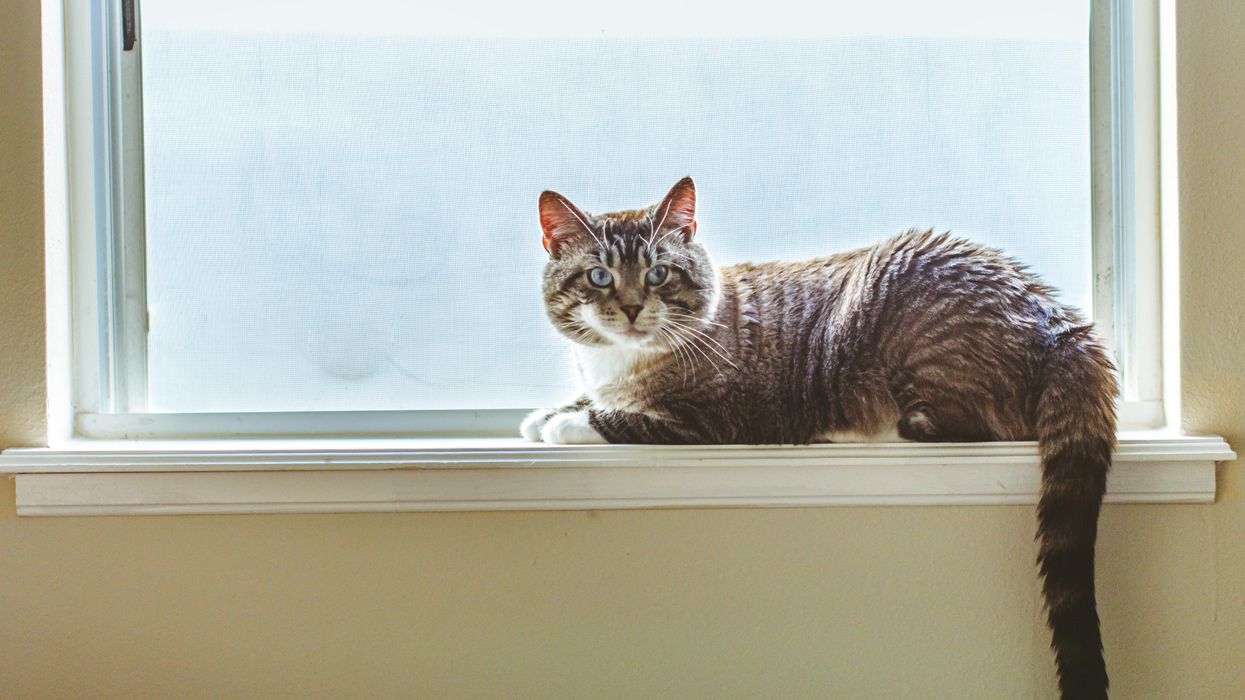 egy macska az ablakpárkányon ül