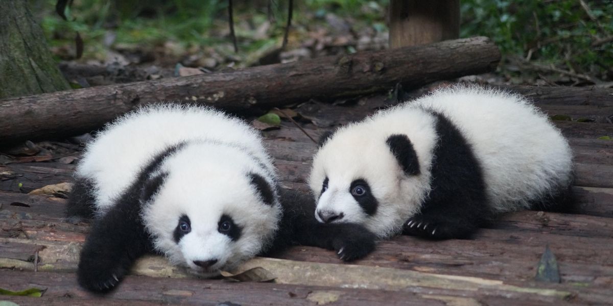 két fiatal panda