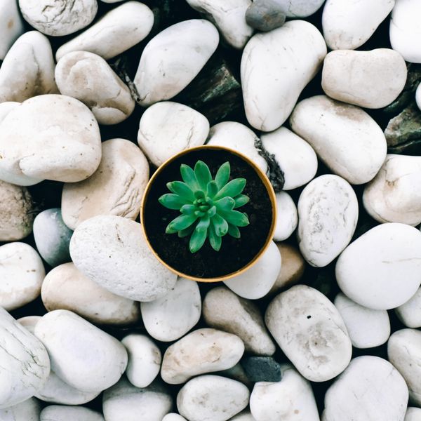 green succulent surrounded with white stones