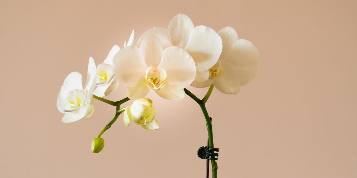 White orchid on a pale red ground.