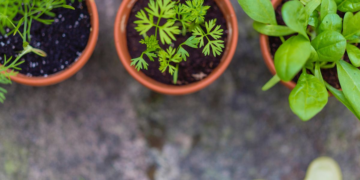 three green leaf potted vegetables