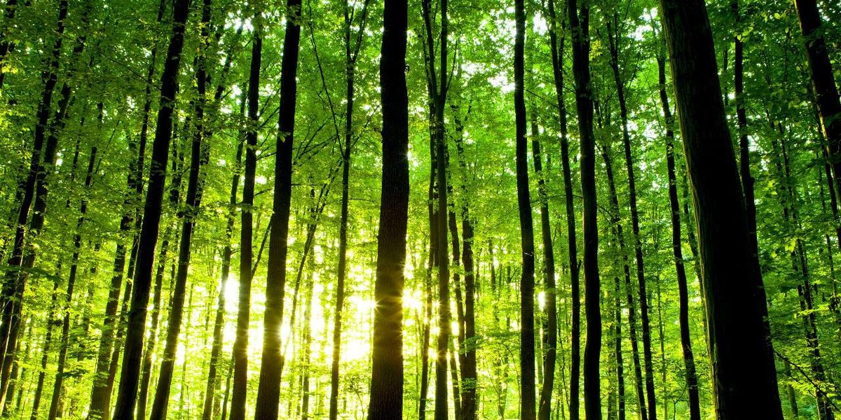 Zöld lombos fákka teli erdő