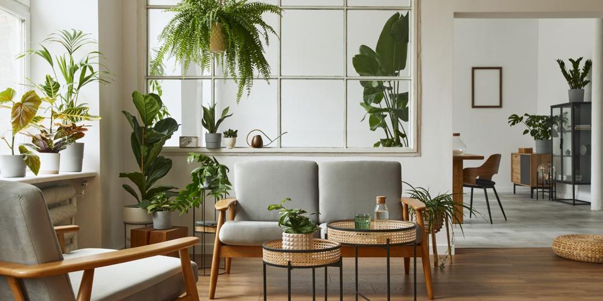 Modern skandináv belső nappali sok növénnyel