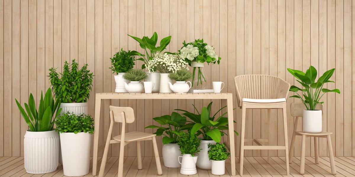 Zöld növények fehér és barna bútorok között