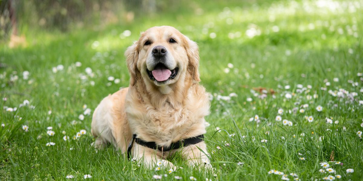 Egy labrador fekszik a fűben