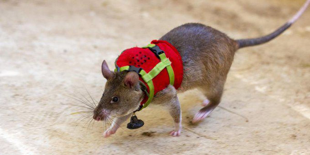 A HeroRats projekt elképzelése a betanított patkányokról