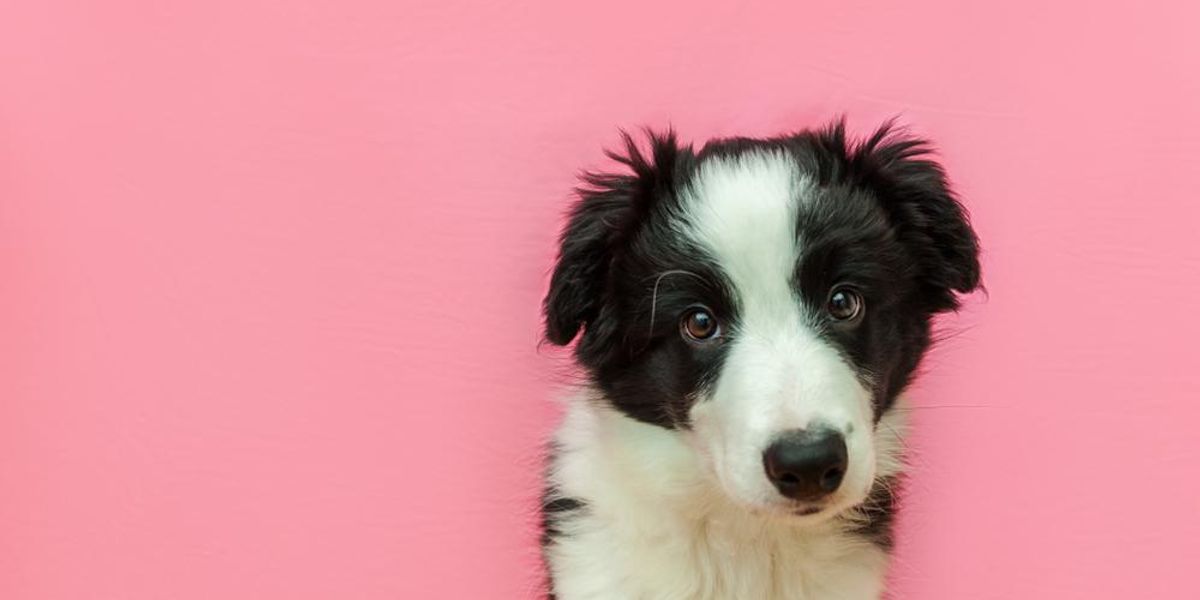 fekete, fehér kutya rózsaszín háttér előtt