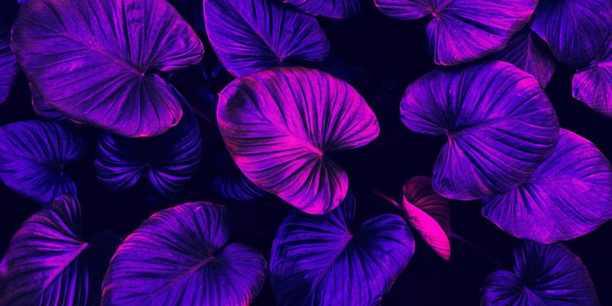 Egy lila növény levelei